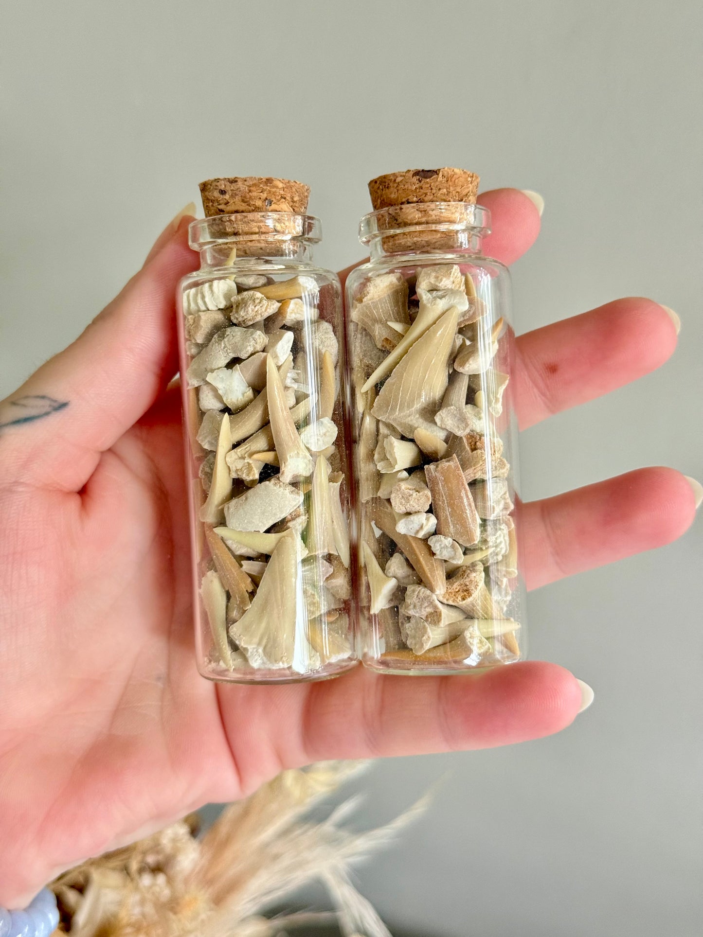 Shark Tooth and Fossil Jar