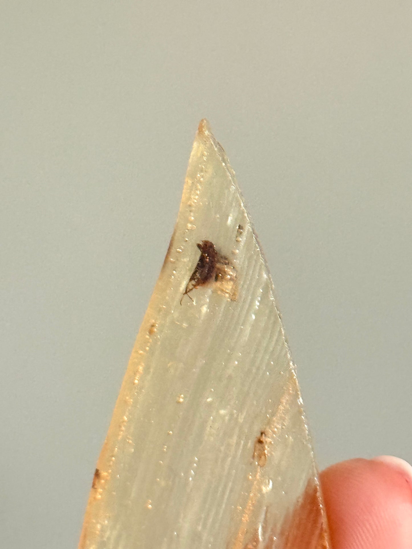 Copal with Insect (young Amber)