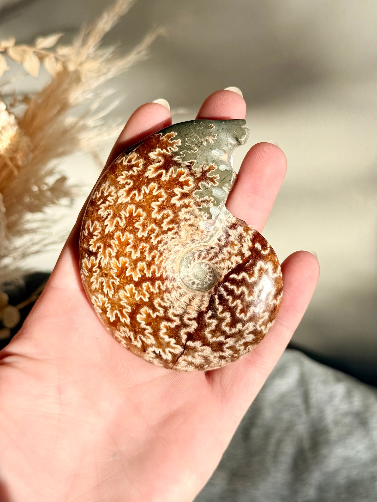 Ammonite Fossil