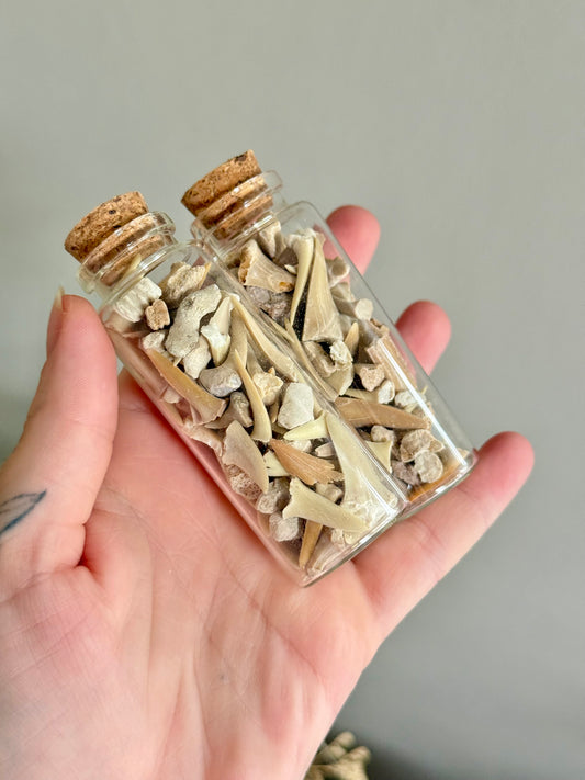 Shark Tooth and Fossil Jar