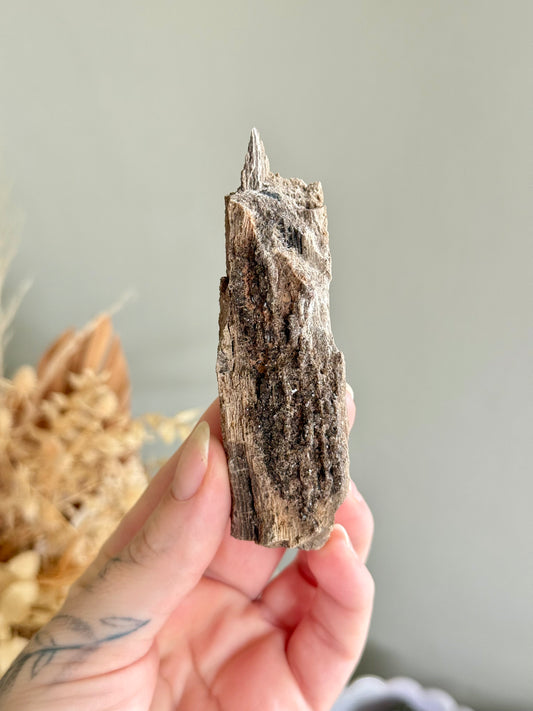 Crystallised Fossilised Wood