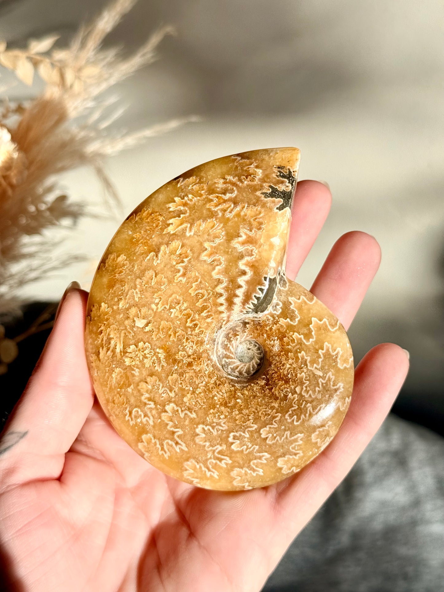 Ammonite Fossil