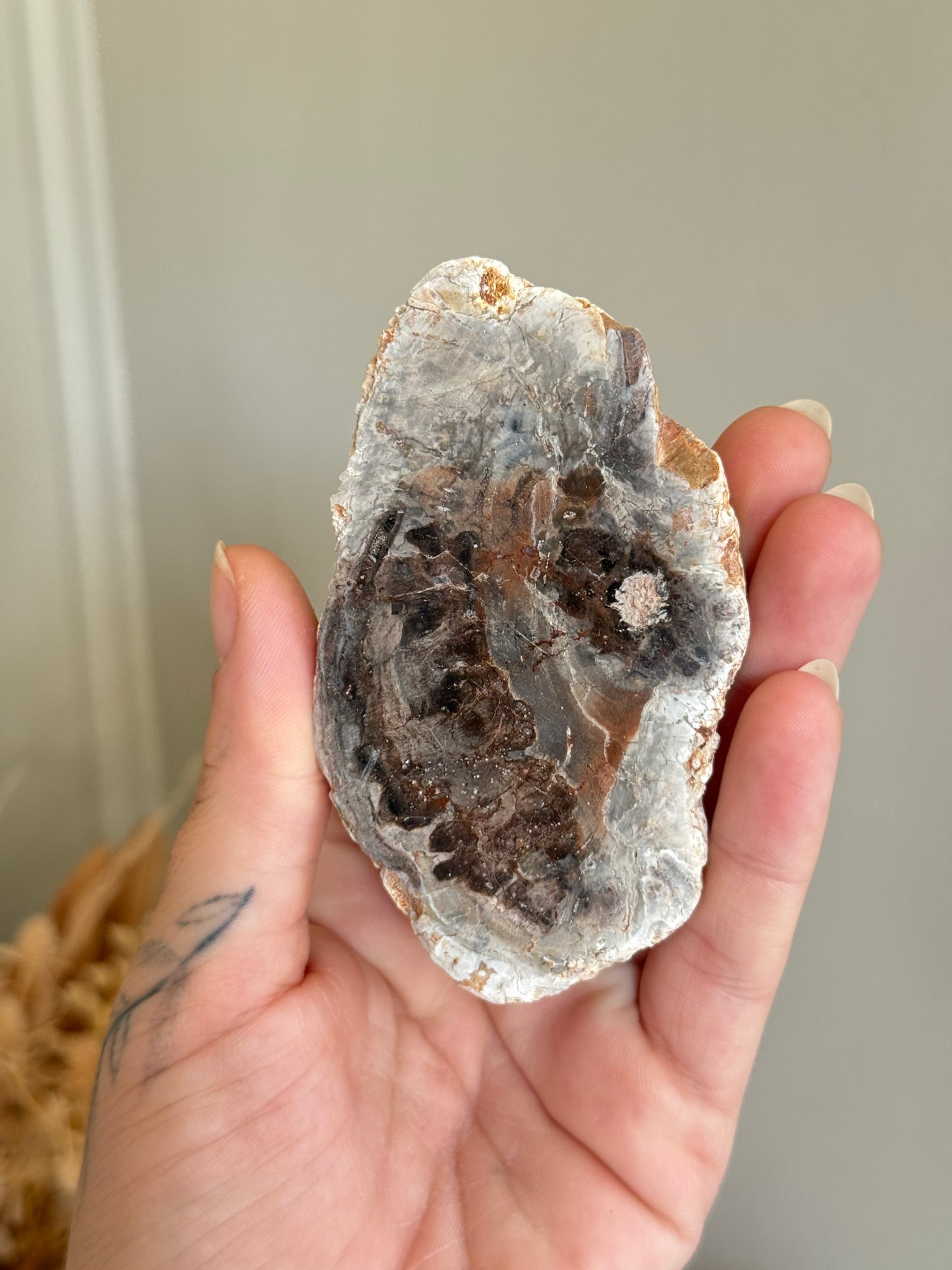 Fossilised Wood Slab